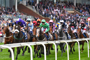 Dante Festival horses are coming ...