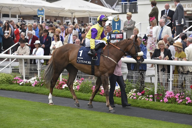 Star Sprinter Brando primed for Duke of York Clipper Logistics stakes