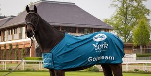 FORMER RACEHORSE GOLDREAM ANNOUNCED AS EQUINE AMBASSADOR FOR YORK RACECOURSE