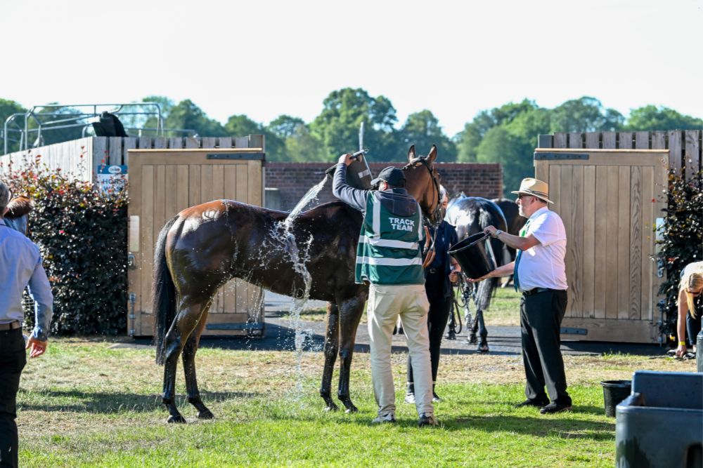 Equine Welfare at York