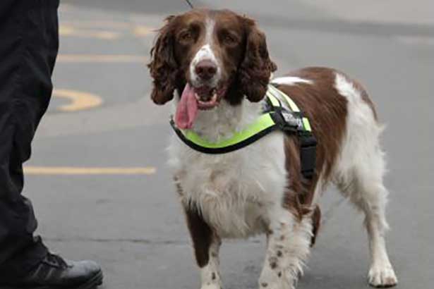Safety & Security at York Racecourse