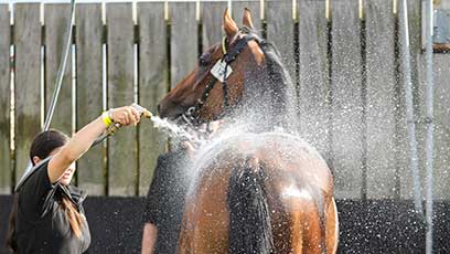 Equine Welfare & Veterinary Provision